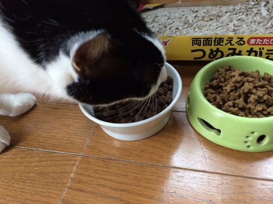 猫のご飯に含まれるタンパク質10251