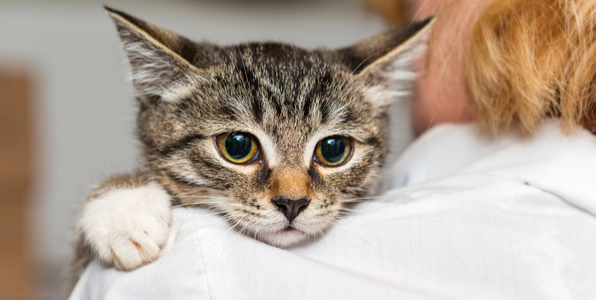 なぜ猫は肩に乗るの？肩乗り猫の性格と気持ち・乗りやすい種類 