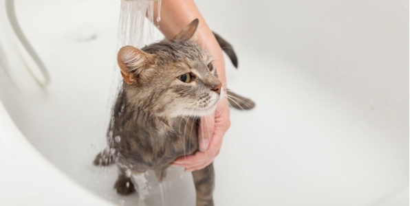 猫のお風呂の入れ方 お水嫌いな猫を上手に洗う手順 準備するもの Catchu きゃっちゅ