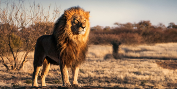 猫とライオンの違いはどんな事なのか 生態や進化の歴史から分析 Catchu きゃっちゅ