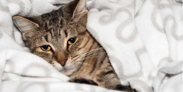 猫がふみふみする時の気持ちって する猫としない猫の違い Catchu きゃっちゅ