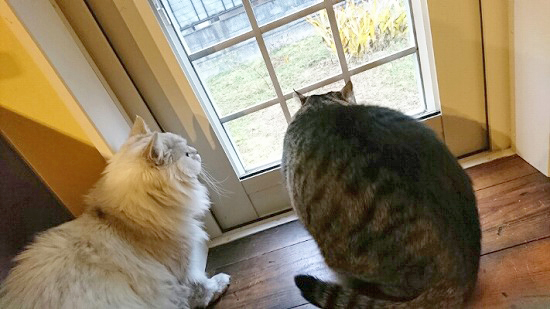 外を見ている2匹の猫の写真