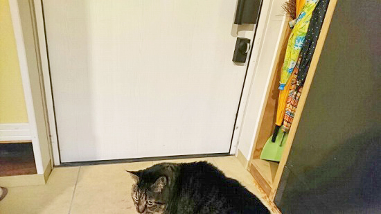 玄関のドアと猫の写真