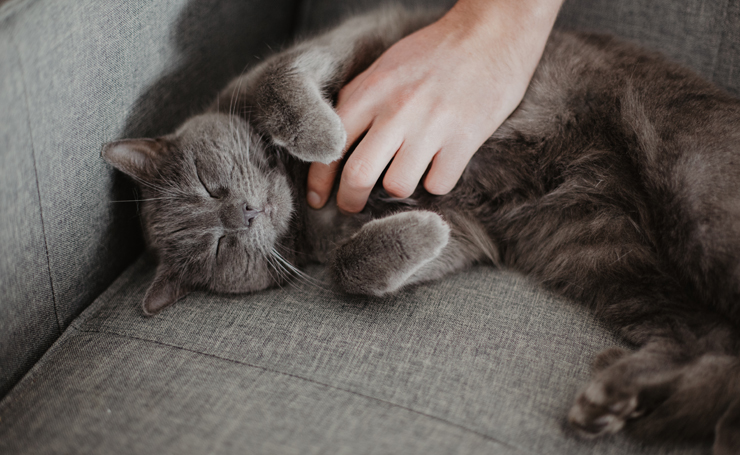 灰色 グレー猫の性格はおっとり 警戒心強め 野良にいない理由とは Catchu きゃっちゅ