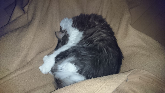 毛布にくるまる猫の写真