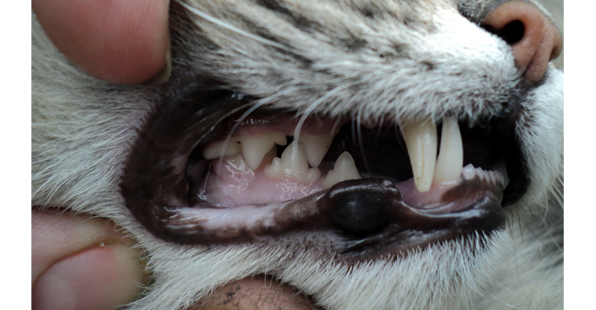 貧血症状で歯茎が白くなっている猫の写真