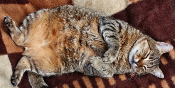 猫のルーズスキンには重要な役割があった 肥満との見分け方 対処法 Catchu きゃっちゅ