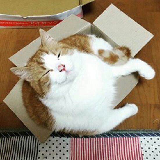 箱に入った猫の写真