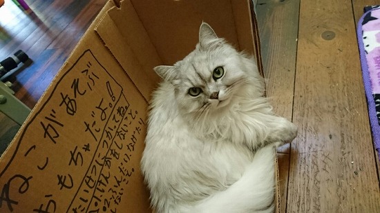 箱に入った猫写真