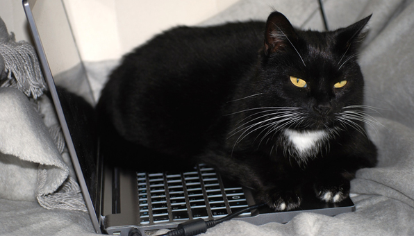 猫がキーボードに乗りたがるかわいい理由6つ 対策は簡単 Catchu きゃっちゅ
