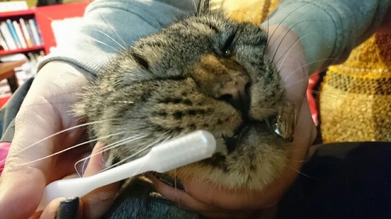 歯を磨かれている猫の写真