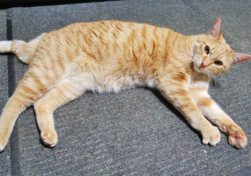 パネルカーペットの上の猫の写真