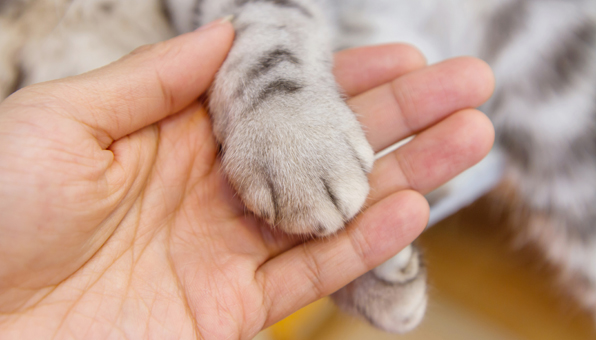 猫の手グーパーはかわいい愛情表現 その行動の理由とおすすめ動画 Catchu きゃっちゅ
