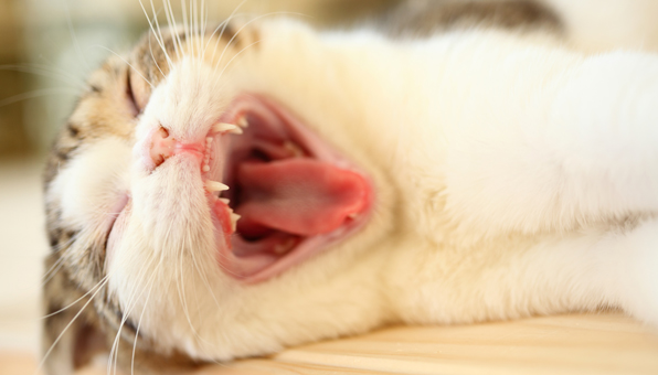 猫の口内炎は自然には治らない 治るのを待たずにすぐに動物病院へ Catchu きゃっちゅ