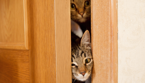 ドアを開ける猫の対策8つ 開けられないドアにする具体的な方法 Catchu きゃっちゅ