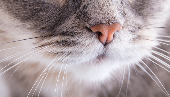 猫の鼻が常に濡れている理由がすごい たまに乾いているのはなぜ Catchu きゃっちゅ
