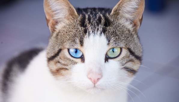 幸運を呼ぶオッドアイの猫 福猫ちゃんの瞳の秘密は美しい Catchu きゃっちゅ