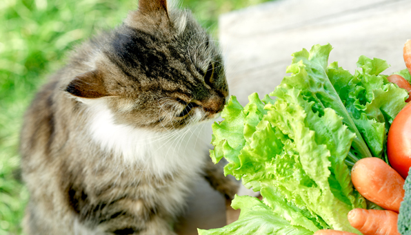 猫にあげてokな野菜とngな野菜 絶対に守るべき3つの鉄則 Catchu きゃっちゅ