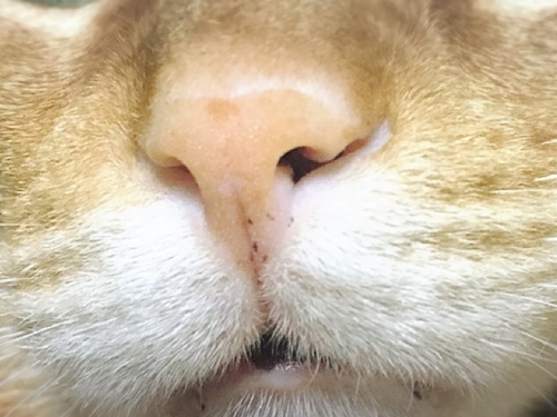 猫の鼻の写真