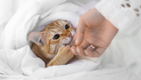 猫が布を食べる 噛む 危険なウールサッキングをやめさせる方法 Catchu きゃっちゅ