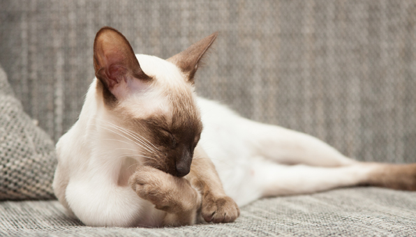 東洋のシャム猫 オリエンタルの秘密 美しい特徴と飼う時の注意点 Catchu きゃっちゅ
