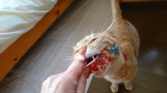 チャオチュールを食べる猫のきなお写真2