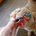 猫の癒し効果は科学で証明されてる！猫と暮らすと幸せになれる理由 