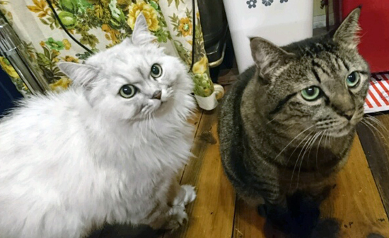 猫の先生とニセ蔵の写真