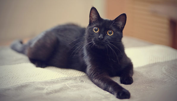 黒猫は見た目と性格のギャップが激しい ずーっと大人気の秘密 Catchu きゃっちゅ