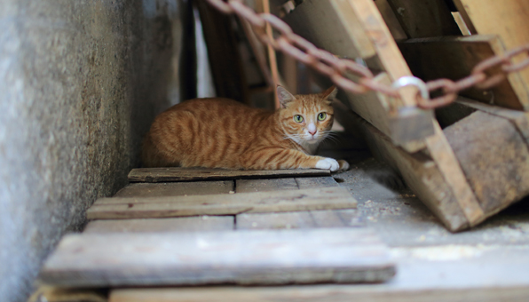 野良猫が怪我をしているのを発見したら 保護する方法 実費負担は Catchu きゃっちゅ