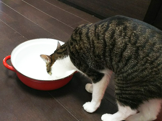鍋と猫の写真