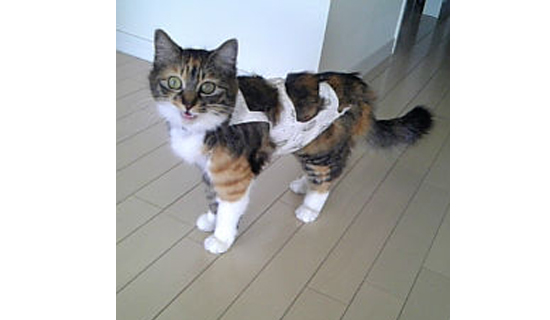 手術後に着せられる猫の服の写真