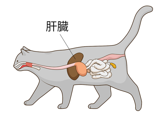 猫の肝臓の位置をあらわしたイラスト