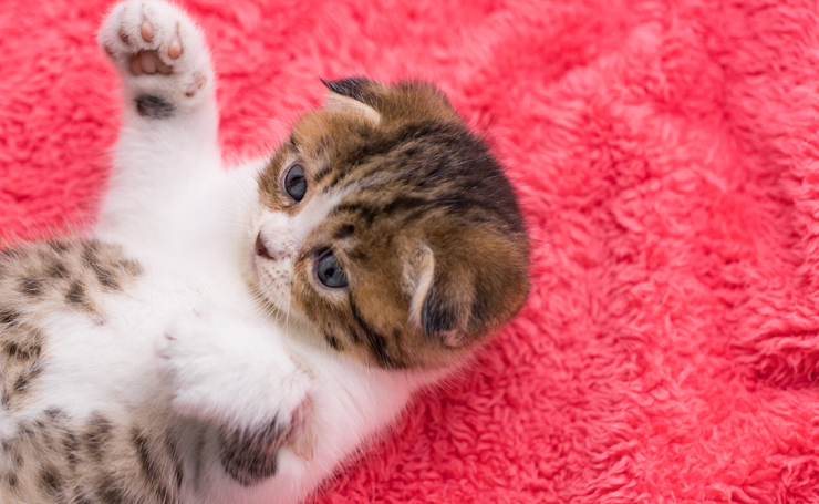 短足猫の種類まとめ ちょこちょこ歩きが可愛い足が短い猫ちゃんたち Catchu きゃっちゅ