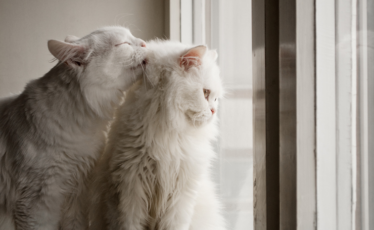 猫が舐め合う理由 愛情の証 他の猫を舐めるアロ グルーミング Catchu きゃっちゅ