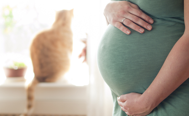妊婦さんの猫との過ごし方 妊娠中の実体験を元に注意点を解説 Catchu きゃっちゅ