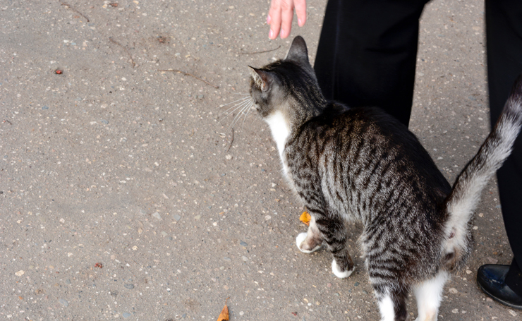 野良猫に多い病気まとめ ヒトや飼い猫が感染に気をつけたい7つ Catchu きゃっちゅ