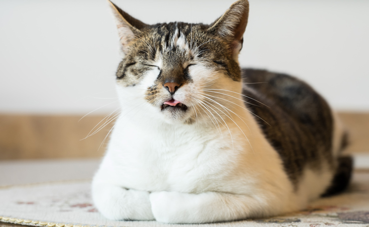 猫が舌を出しっぱなしにする4つの理由 実は病気のサインかも Catchu きゃっちゅ