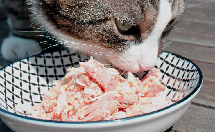 鶏肉 ささみは猫にとっても良質なタンパク質 だけど量には注意して Catchu きゃっちゅ