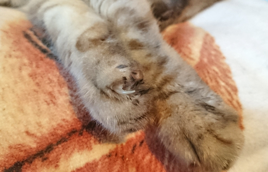 爪が出たままの猫の手の写真