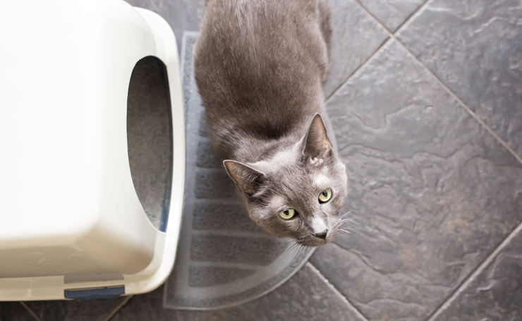 猫砂よりシステムトイレがおすすめ におわない仕組み 活用法 Catchu きゃっちゅ