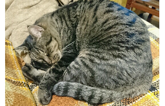 寝ている猫、ニセ蔵の写真