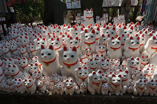 豪徳寺たくさんの招き猫写真