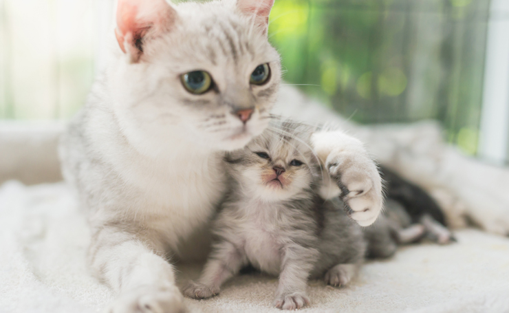 猫の癒し効果は科学で証明されてる 猫と暮らすと幸せになれる理由 Catchu きゃっちゅ