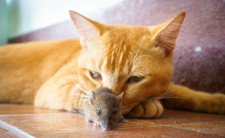 猫とネズミは仲がいい 悪い 関係の歴史とネズミ駆除で働く猫たち Catchu きゃっちゅ