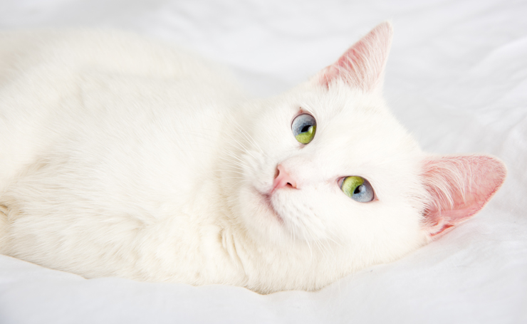 ダイクロイックアイの秘密 猫の目の色が決まるメラニン色素のお話 Catchu きゃっちゅ
