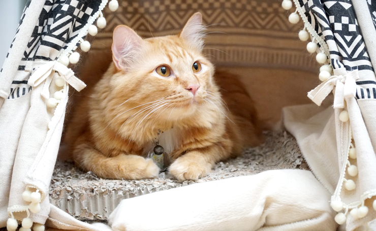 猫が喜ぶ手作り猫テントのすすめ 簡単 低コストでできる作り方2選 Catchu きゃっちゅ
