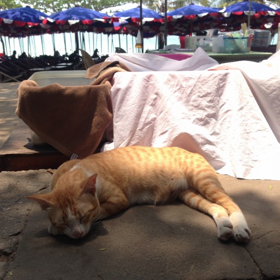 シーチャン島で出会った猫の写真1