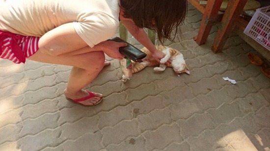 シーチャン島で出会った猫の写真2