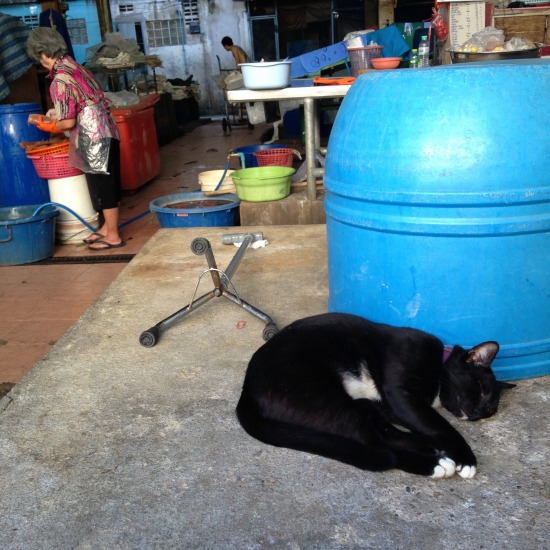 プラカノンの市場で寝ていた猫の写真